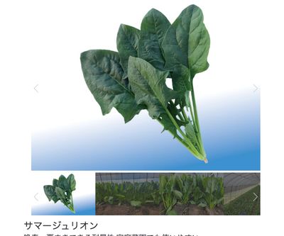 サマージュリオンの画像