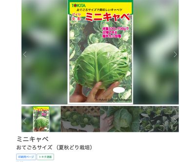 ミニキャベの画像