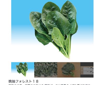 晩抽フォレスト１８の画像