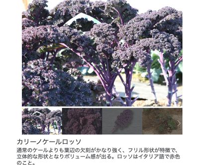 カリーノケールロッソの画像