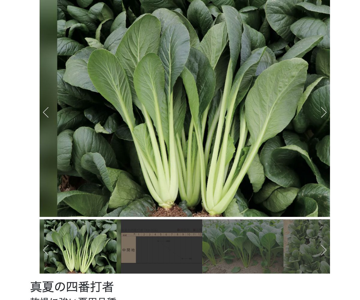 真夏の四番打者