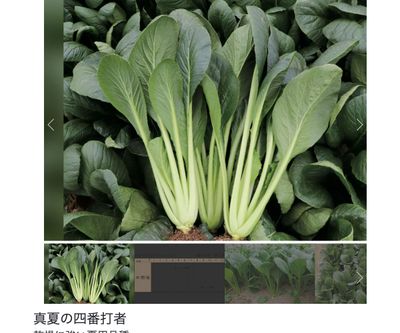 真夏の四番打者の画像