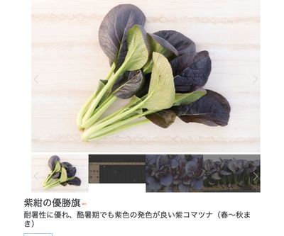 紫紺の優勝旗の画像