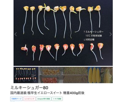 ミルキーシュガー80の画像