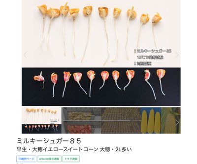 ミルキーシュガー８５の画像