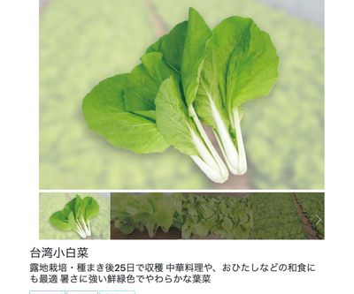 台湾小白菜の画像