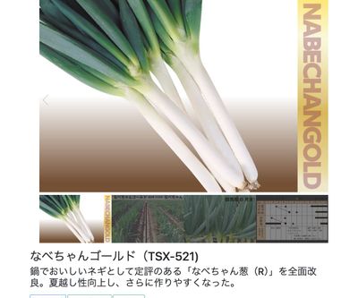 なべちゃんゴールド（TSX-521)の画像