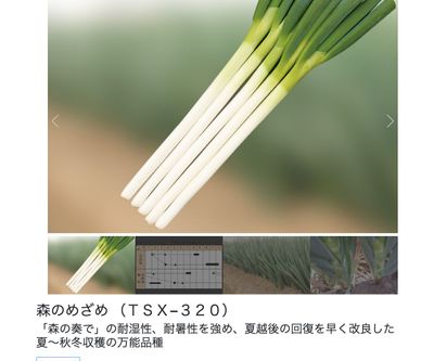 森のめざめ （ＴＳＸ−３２０）の画像