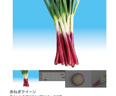 赤ねぎクイーンの画像