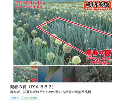 陽春の宴（TSX-６６２）の画像