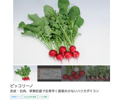 ピッコリーノの画像