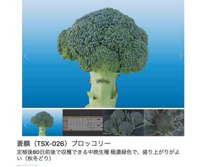 蒼麟（TSX-026）ブロッコリーの画像