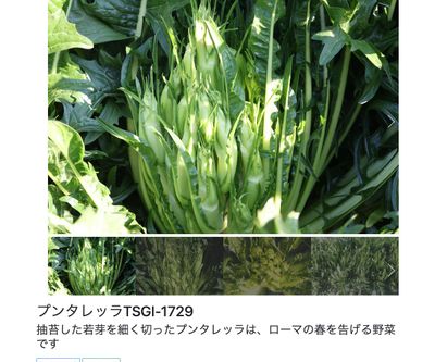 プンタレッラTSGI-1729の画像