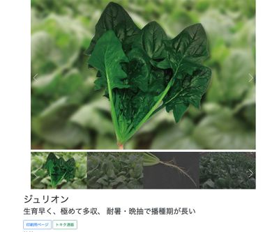 ジュリオンの画像