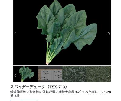 スパイダーデューク（TSX-713）の画像