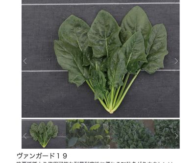 ヴァンガード１９の画像