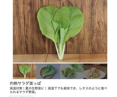 灼熱サラダ菜っぱの画像