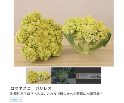 ロマネスコ ガリレオの画像