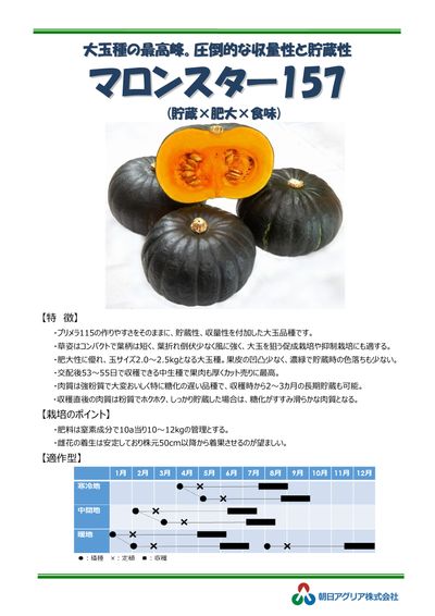 マロンスター157の画像