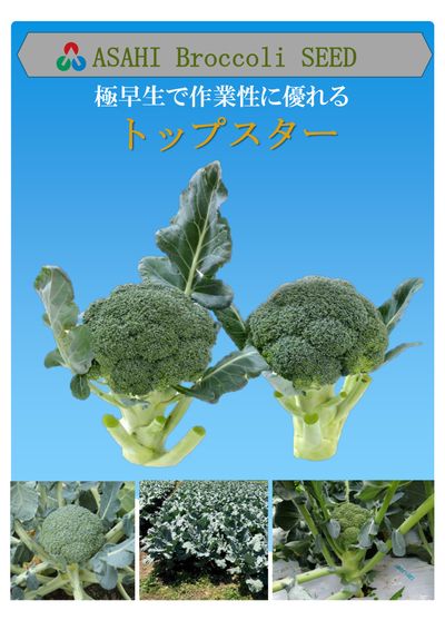 トップスターの画像