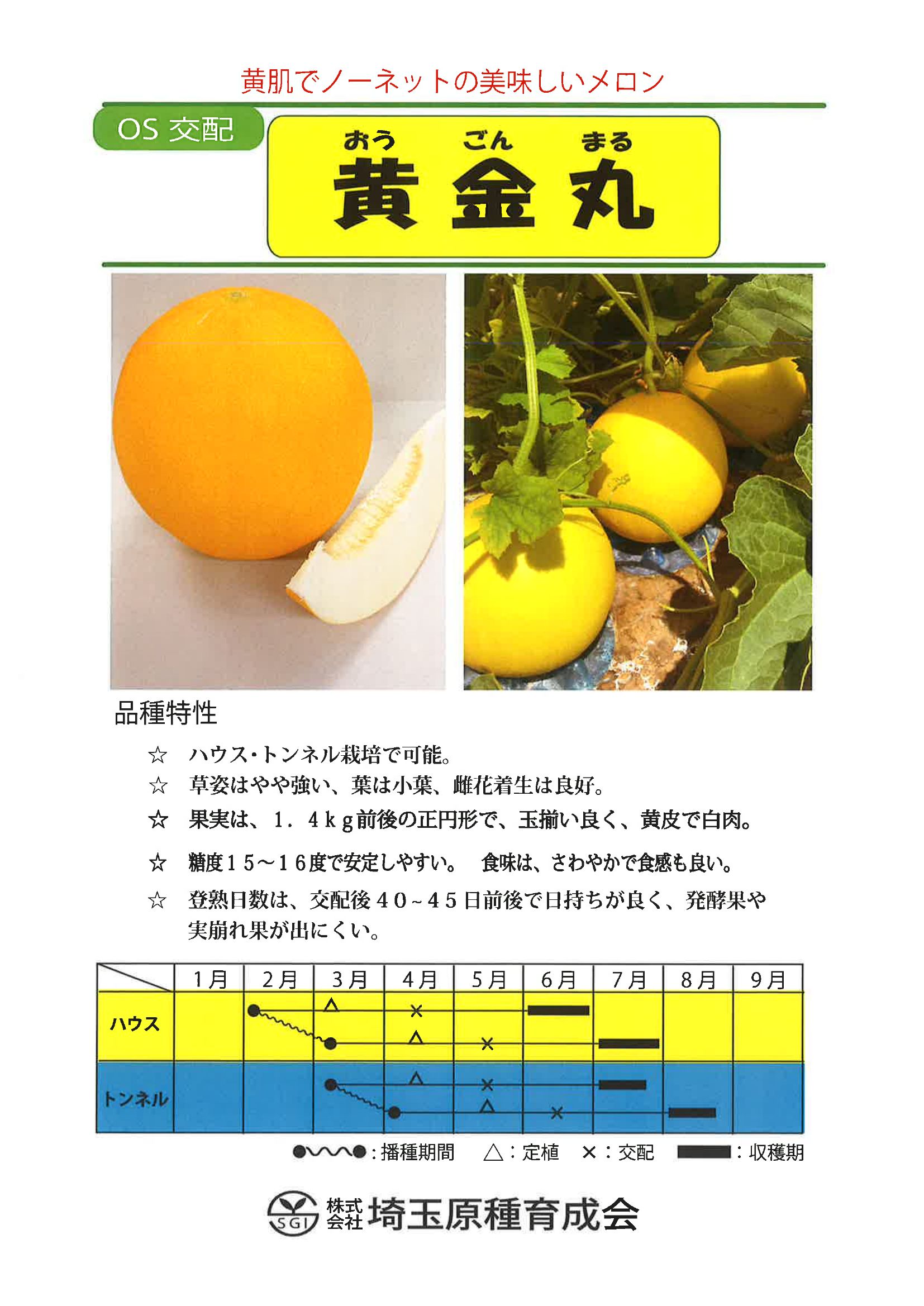 黄肌系メロン 黄金丸