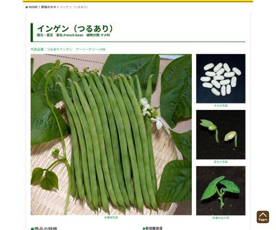 つるありいんげん アーリーグリーンＫＢの画像