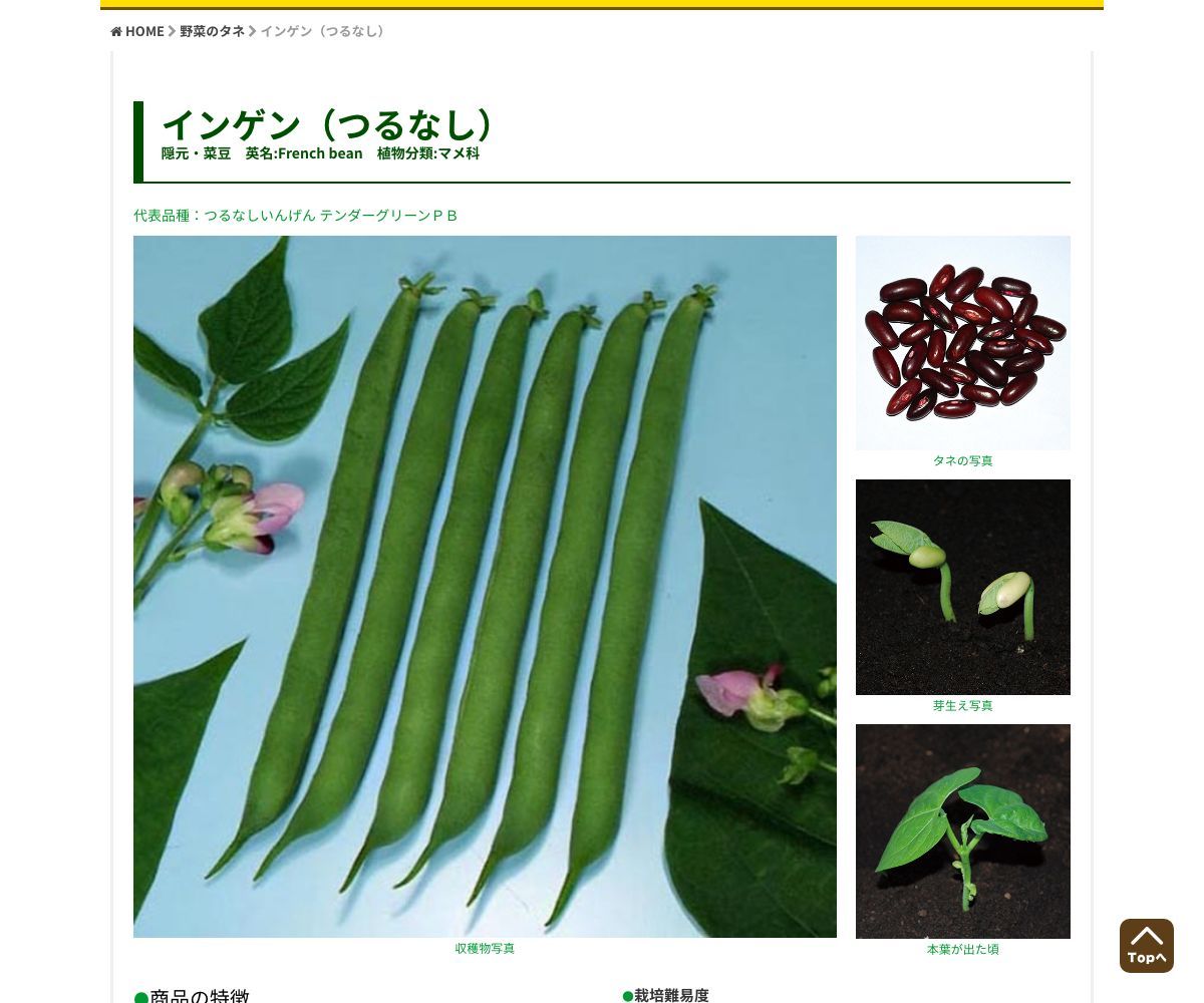 つるなしいんげん テンダーグリーンＰＢ