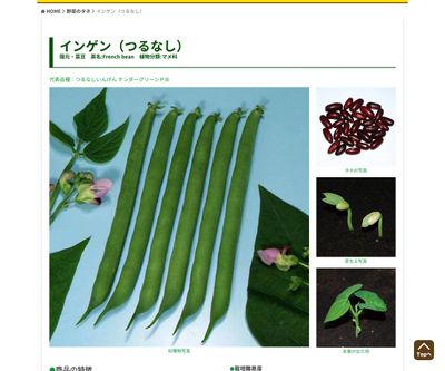 つるなしやわらかロマノの画像