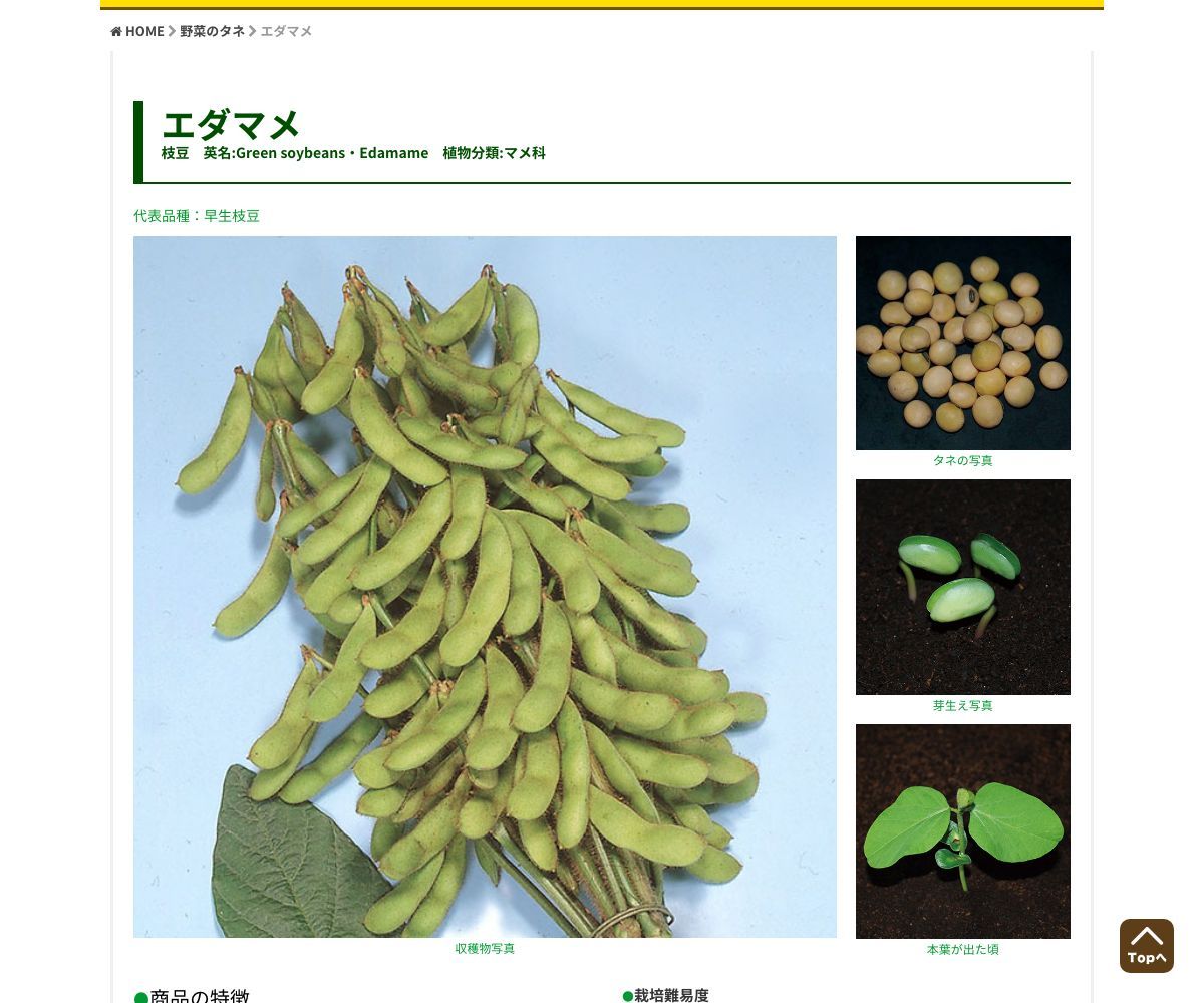 極早生枝豆 味香75