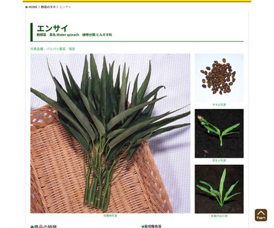 エンサイ（朝顔菜）の画像