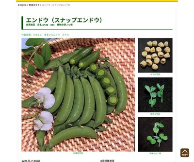 うどんこ病に強い つるなしあまいえんどう Nextの画像