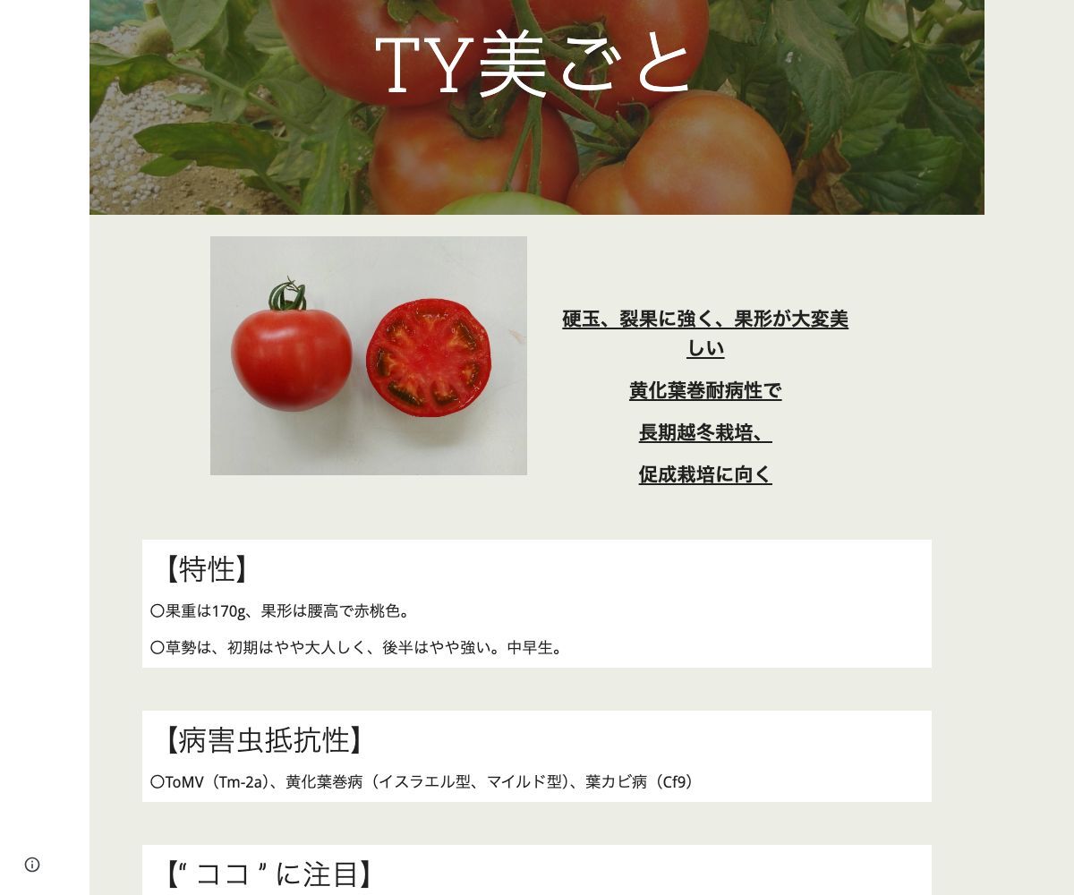 TY美ごと