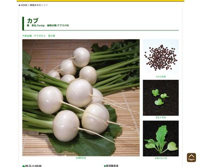 日野菜かぶの画像