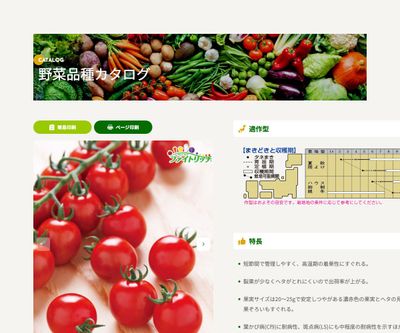 サマー千果の画像