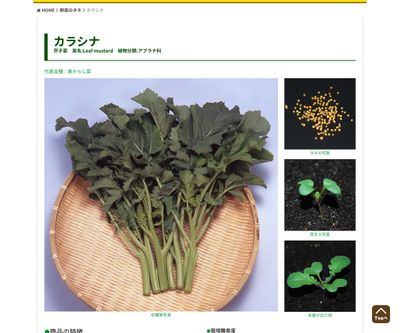 たか菜（葉からし菜）の画像