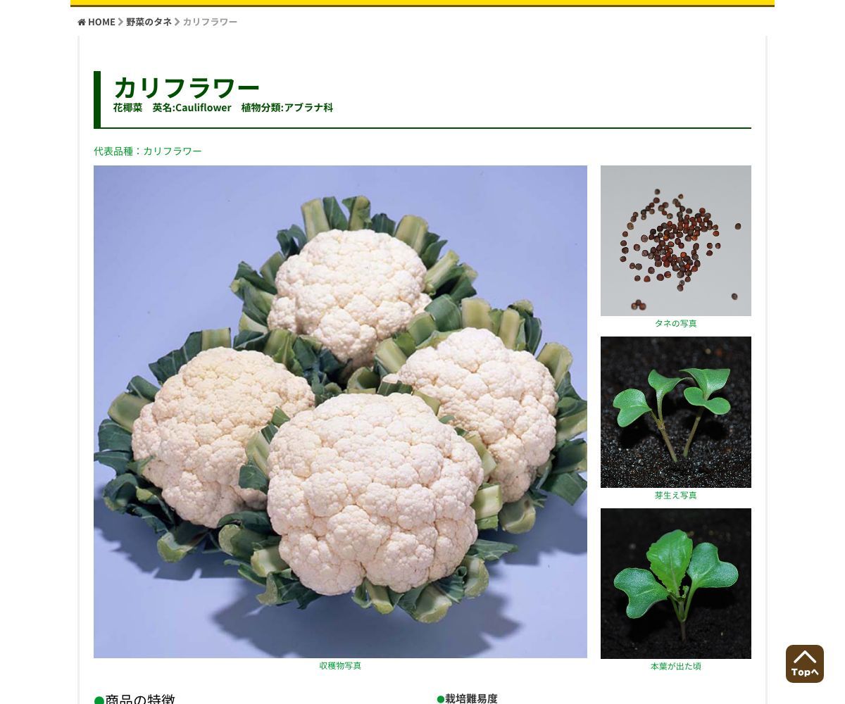 カリフラワー
