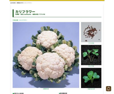 カリフラワーの画像