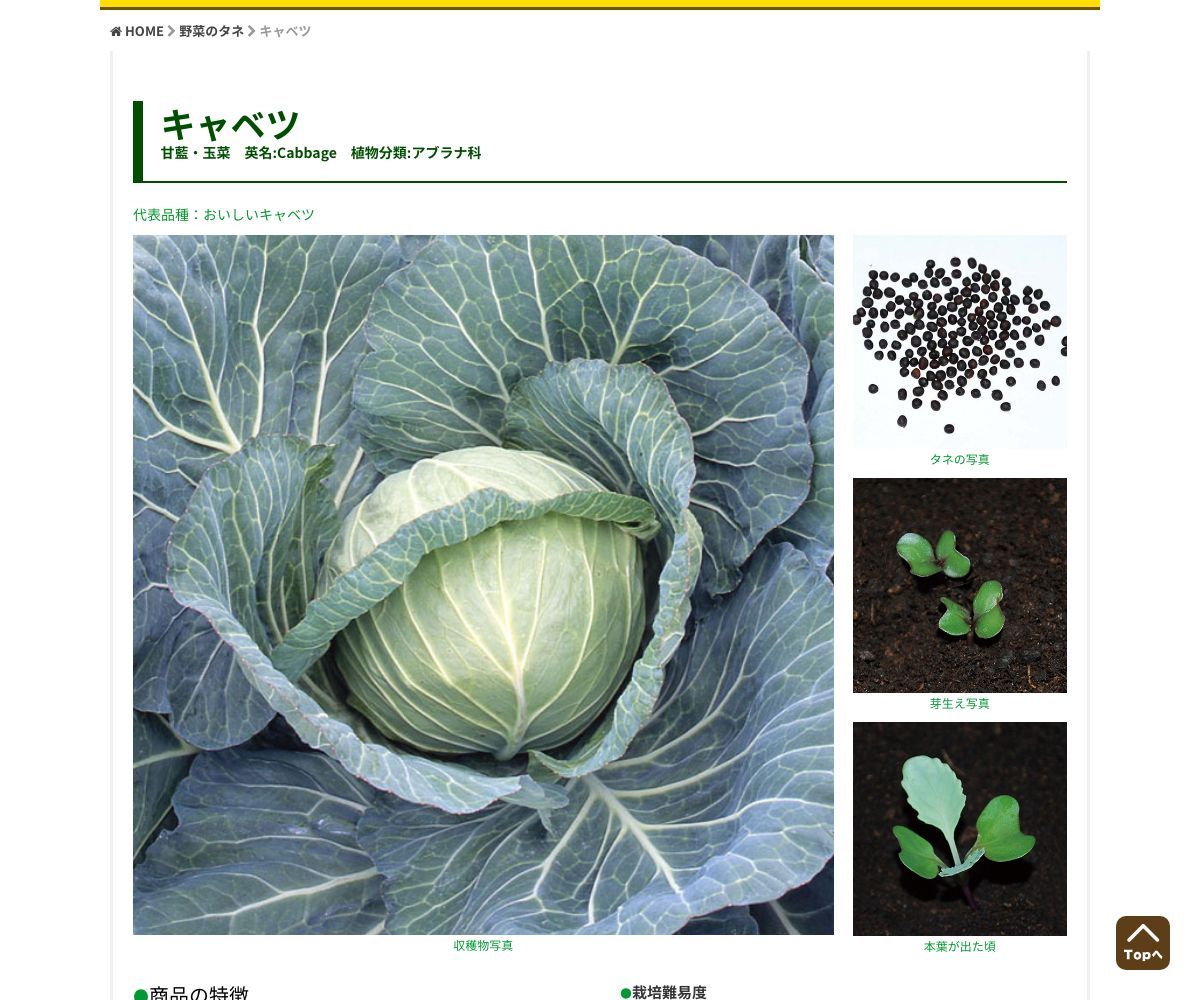 おいしいキャベツ