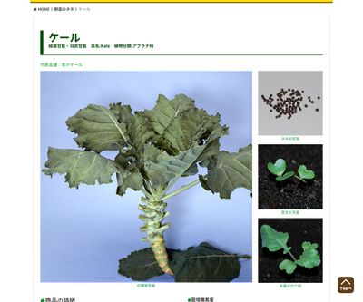 青汁ケールの画像