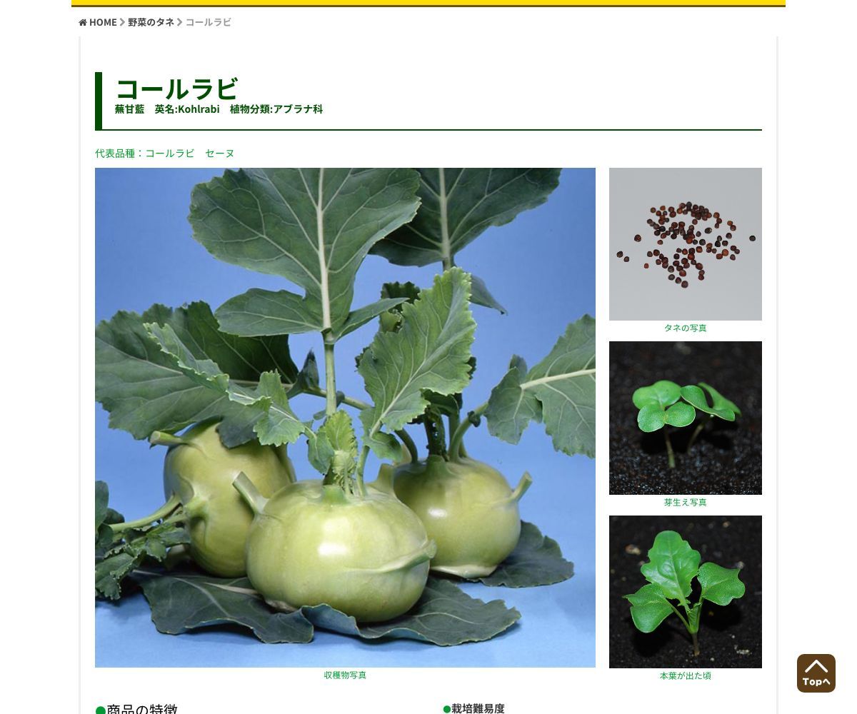 コールラビ セーヌ