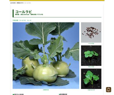 コールラビ セーヌの画像