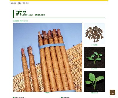 渡辺早生ごぼうの画像