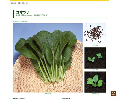 早どり小松菜の画像