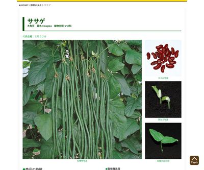 十六ささげの画像