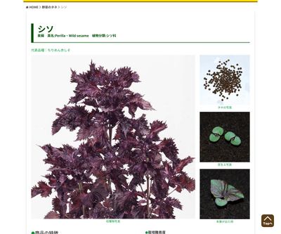 ちりめん青しその画像