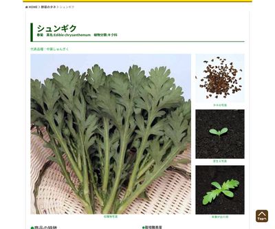 大葉しゅんぎくの画像