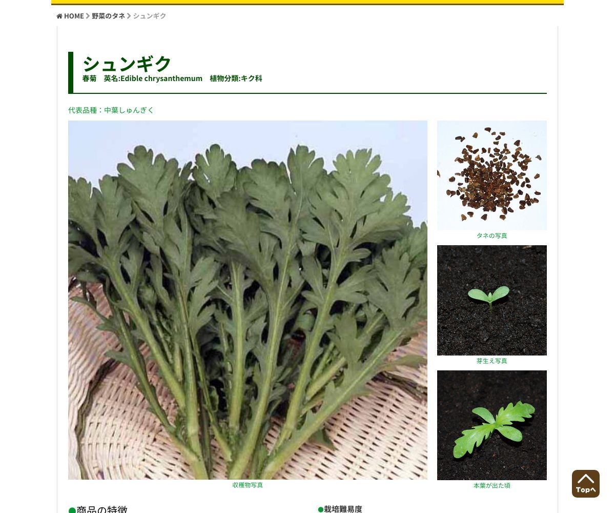 イタリアンしゅんぎく