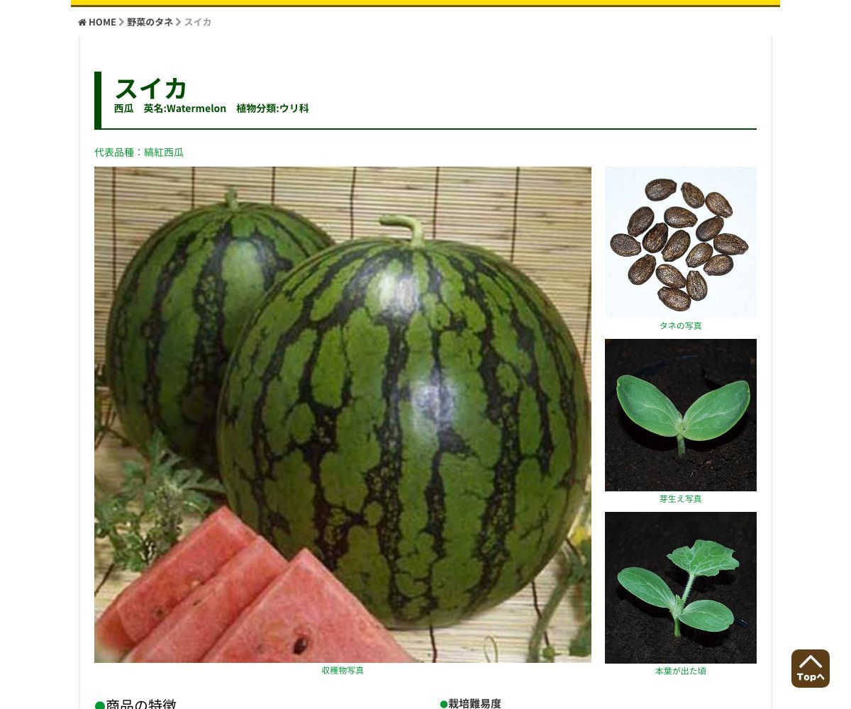 縞紅西瓜（しまべに）