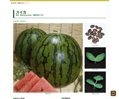 縞紅西瓜（しまべに）の画像