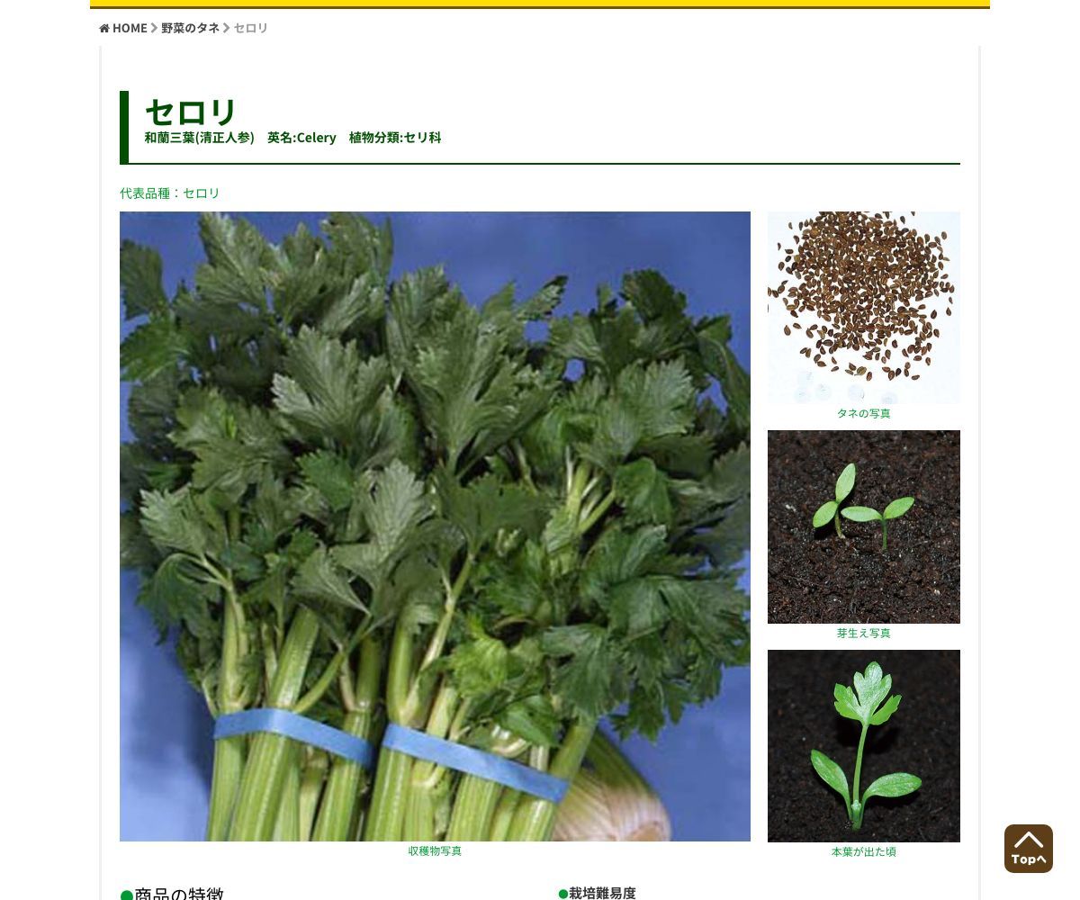 セロリ